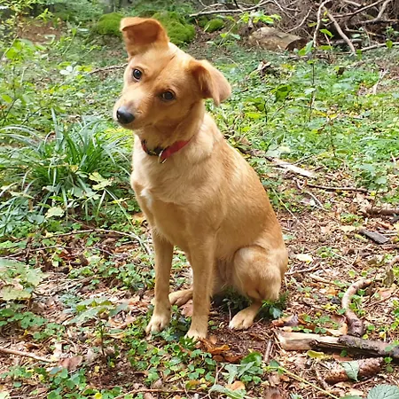Lägenhet Gemuetliche Mit Sauna Inmitten Der Berge