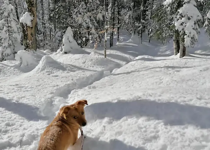 Gemuetliche Mit Sauna Inmitten Der Berge * Meiringen